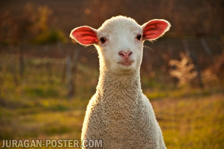 jual poster gambar domba kambing biri-biri
