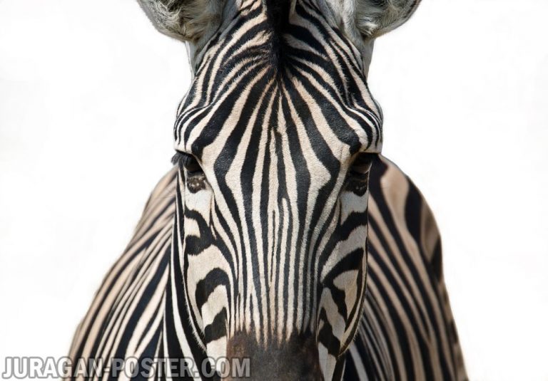 jual poster gambar kuda zebra