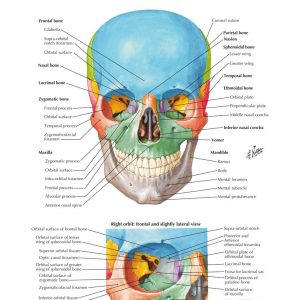 Frank Netter Anatomy 500 gambar anatomi tubuh