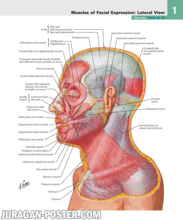 jual poster gambar anatomi tubuh manusia bagian kepala dan leher 01 Head and Neck 02