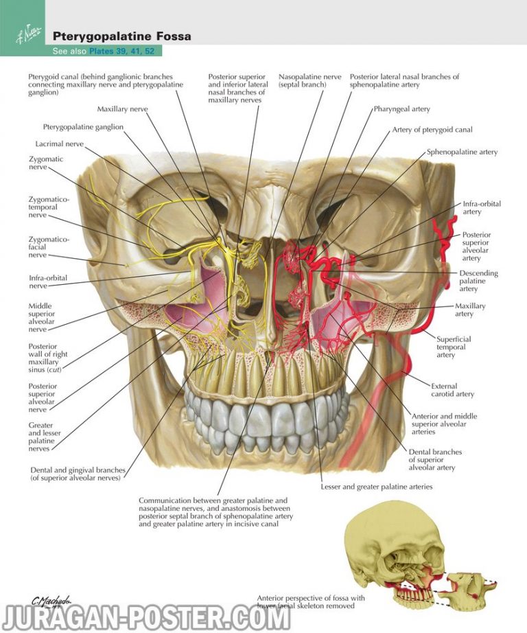 jual poster gambar anatomi tubuh manusia