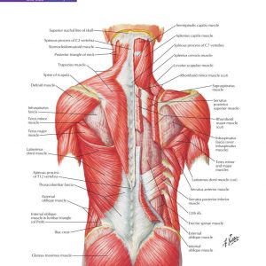 jual poster gambar anatomi tubuh manusia bagian punggung 02 Back and Spinal Cord