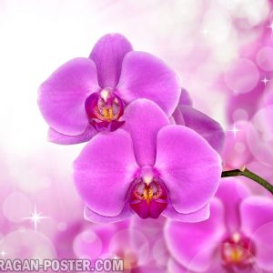 Jual poster gambar bunga anggrek orchid