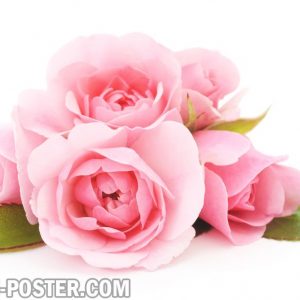 Jual poster gambar bunga Mawar Rose 03