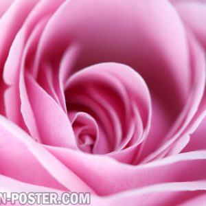 Jual poster gambar bunga Mawar Rose 04