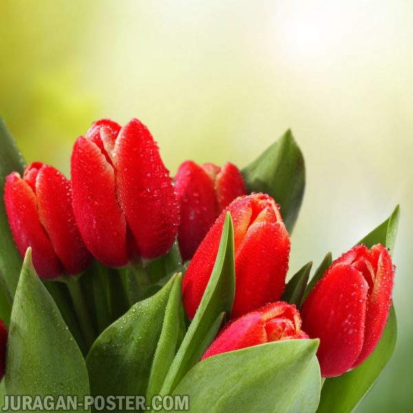 Jual poster gambar bunga Tulip 02