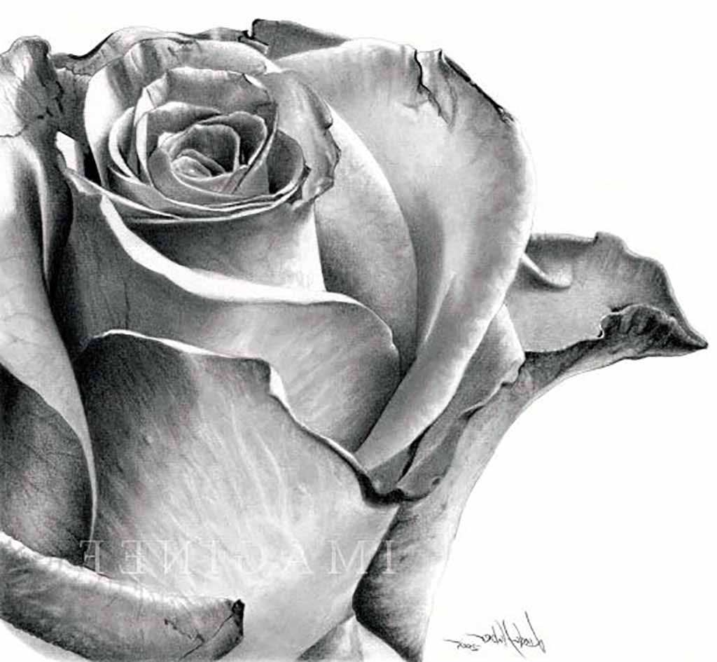 Gaya Terbaru 24+ Lukisan Pensil Bunga Mawar