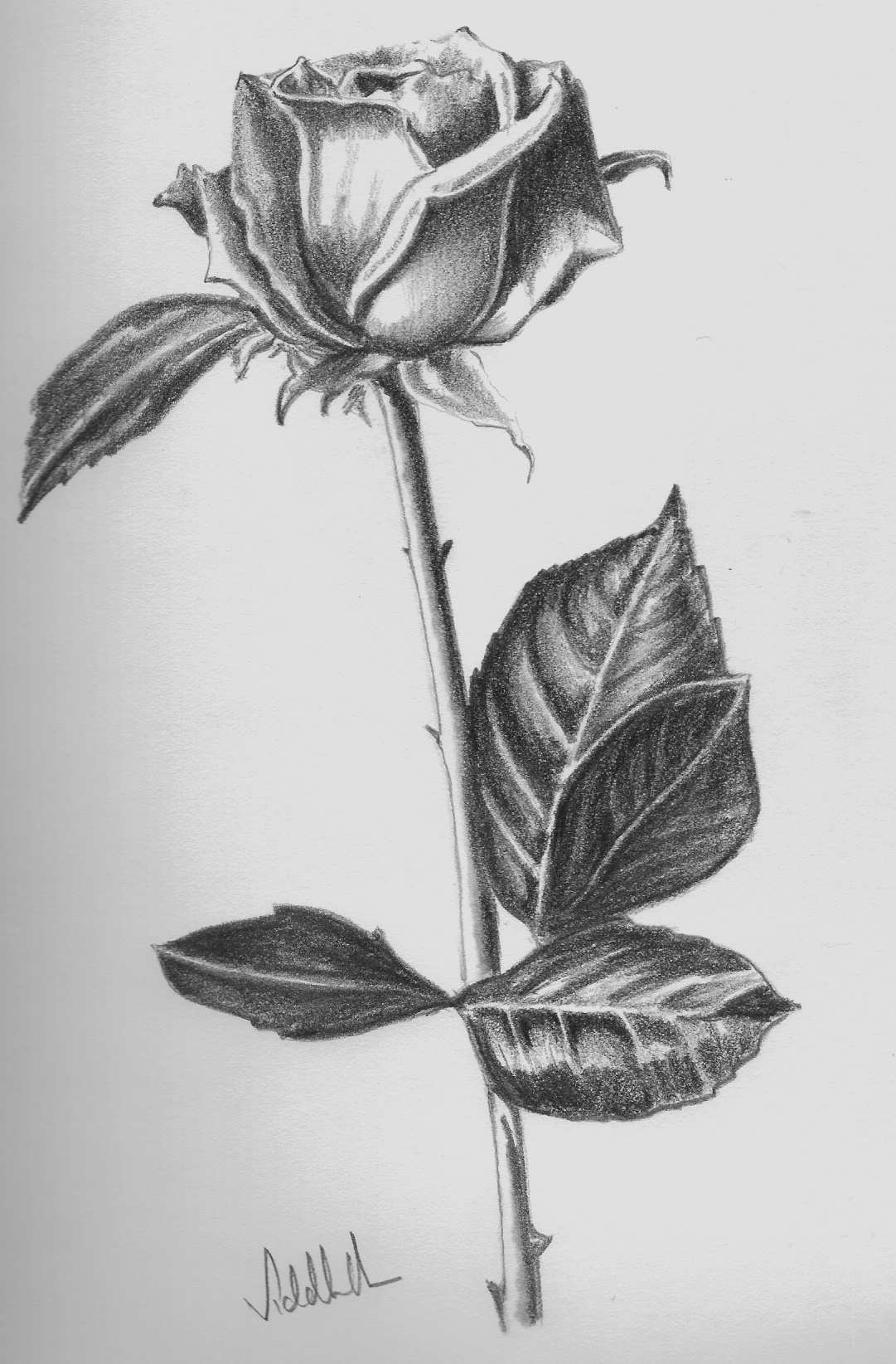 Lukisan Bunga Mawar dari Pensil – Jual Poster di Juragan Poster